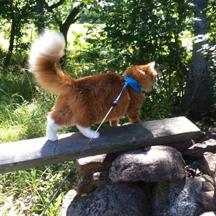 sibirisk katt Kepheus
